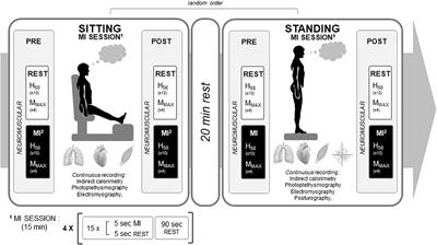 Stand Up to Excite the Spine: Neuromuscular, Autonomic, and Cardiometabolic Responses During Motor Imagery in Standing vs. Sitting Posture